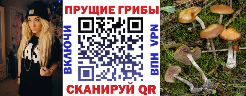 Купить где  Мурино  Галлюциногенные грибы прущие грибы 